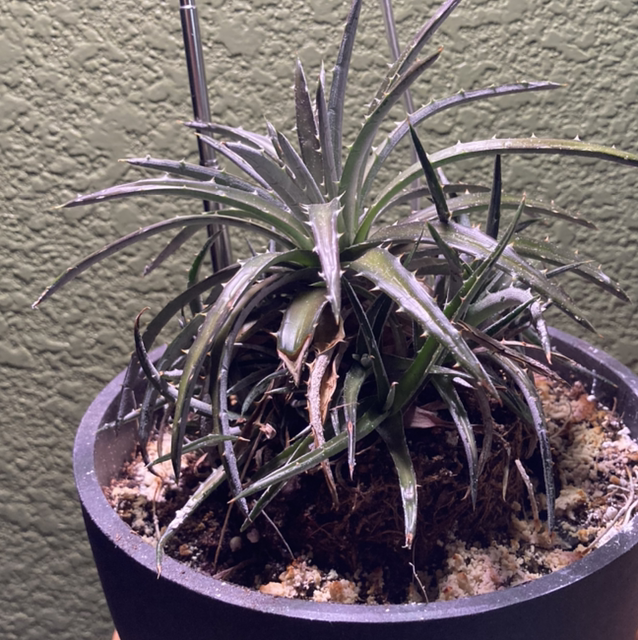 Photo of the plant species Grape Jelly Dyckia by Ruth named Dyllada on Greg, the plant care app