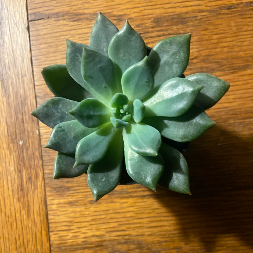 Top view of a healthy Sedeveria 'Dark Elf' succulent with green, fleshy leaves in a rosette pattern.