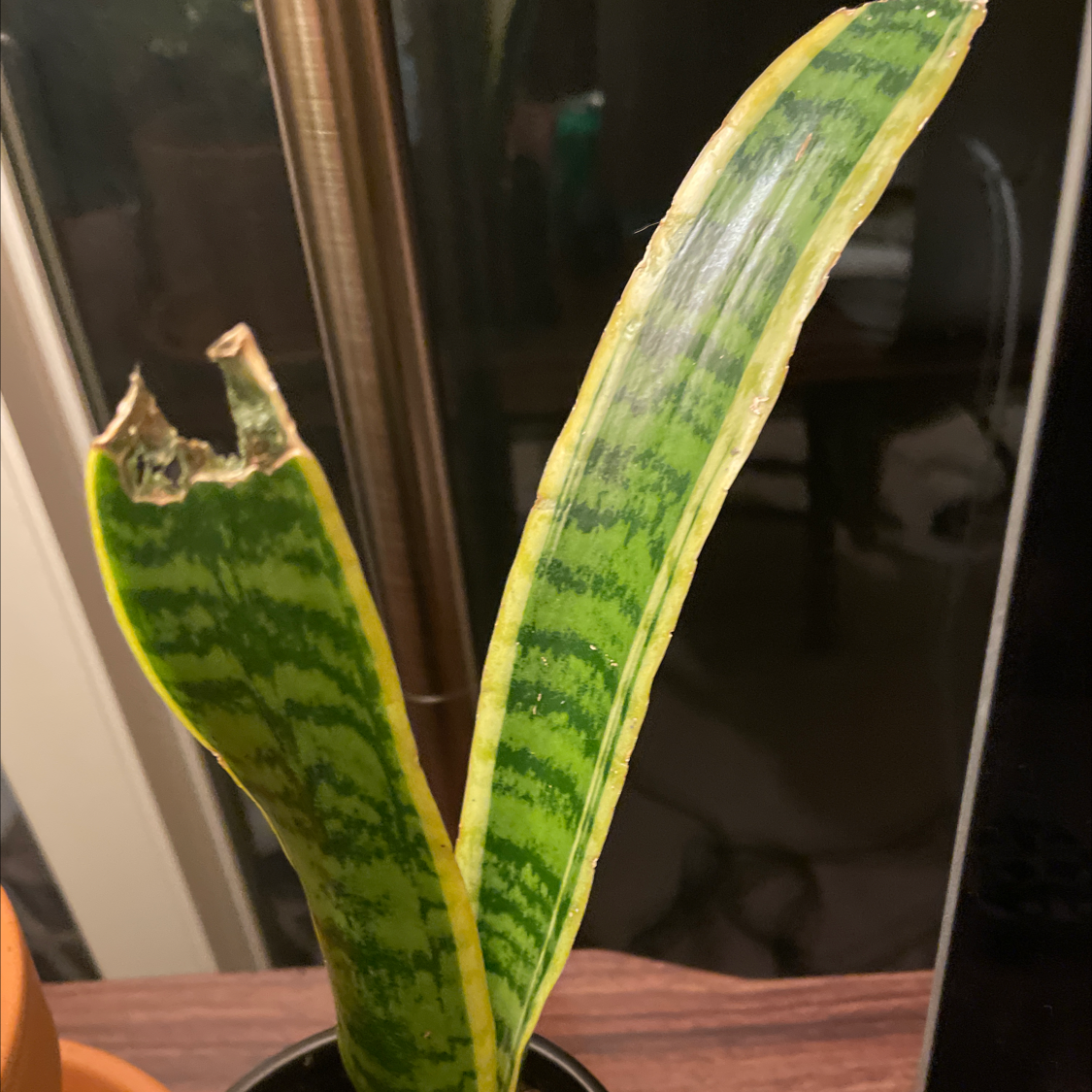 Snake Plant plant photo by Allyson named Nemo on Greg, the plant care app.