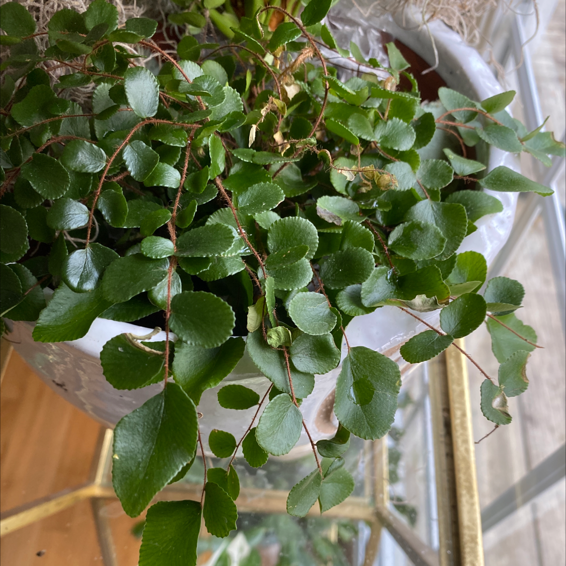Pellaea rotundifolia plant with healthy green leaves in a pot.
