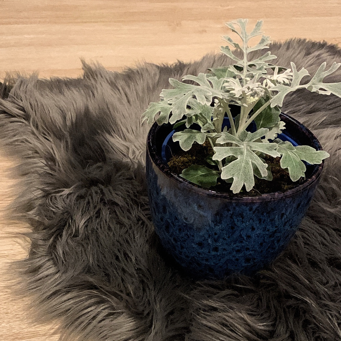 Silver Ragwort plant in a blue pot on a furry mat.