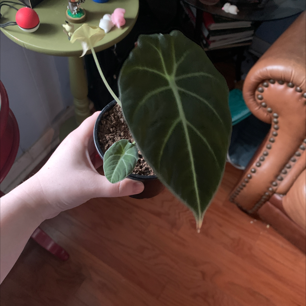 Black Velvet Alocasia plant held by a hand, with dark green leaves and visible soil.