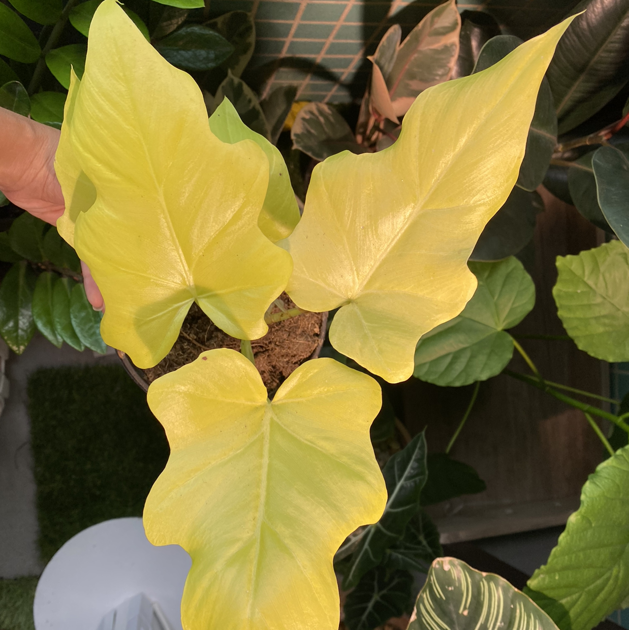 Photo of the plant species Philodendron selloum 'Golden' by Janice named Golda on Greg, the plant care app