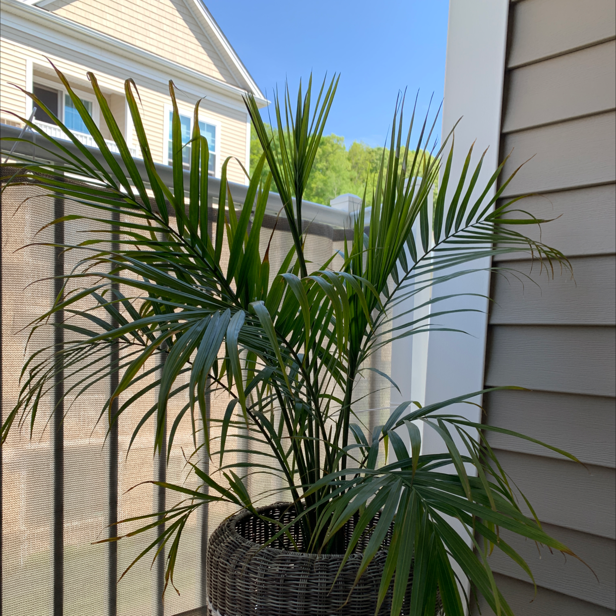 Thriving cat palm in woven basket planter, vibrant green fronds, positioned next to exterior window of house.