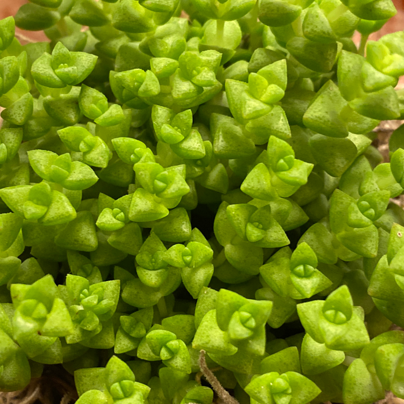 Close-up of a healthy Tom Thumb succulent with small, green leaves.