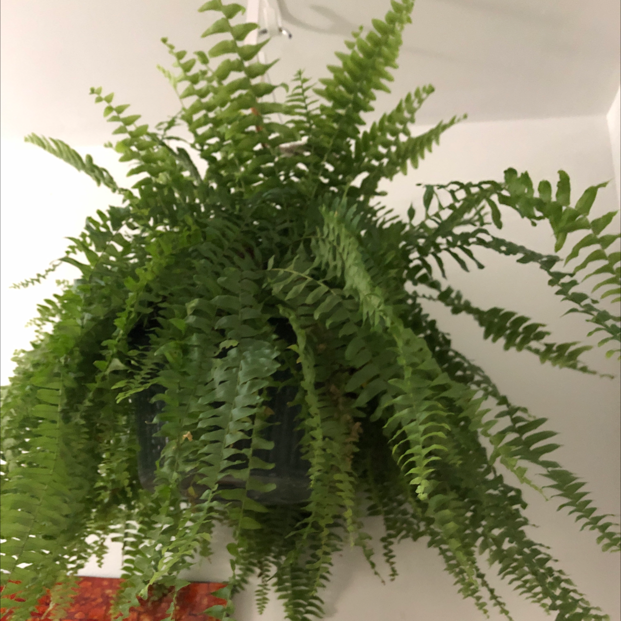 Healthy, lush Boston Fern plant with vibrant green, feathery fronds densely growing in arching form, thriving in a hanging basket.