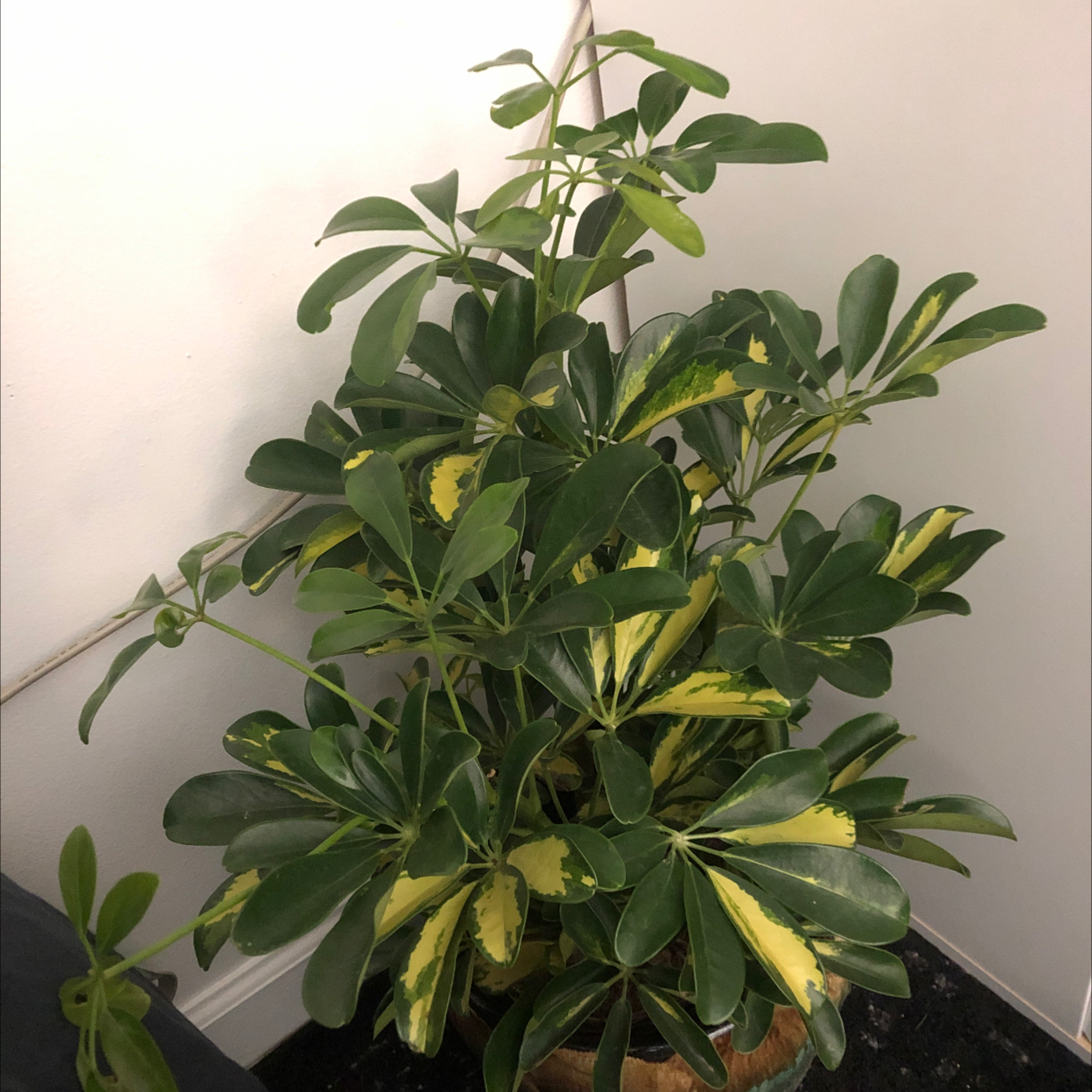 🔧 How Do I Fix Dwarf Umbrella Tree Root Rot?