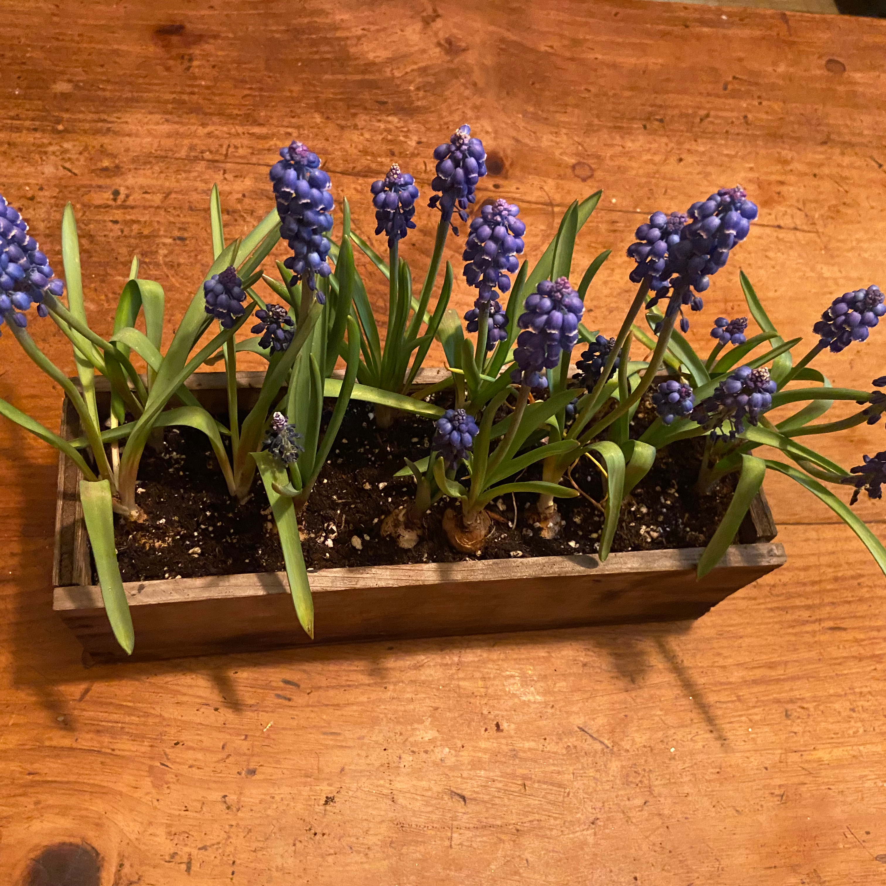 Rectangular planter with multiple flowering Grape Hyacinth plants.