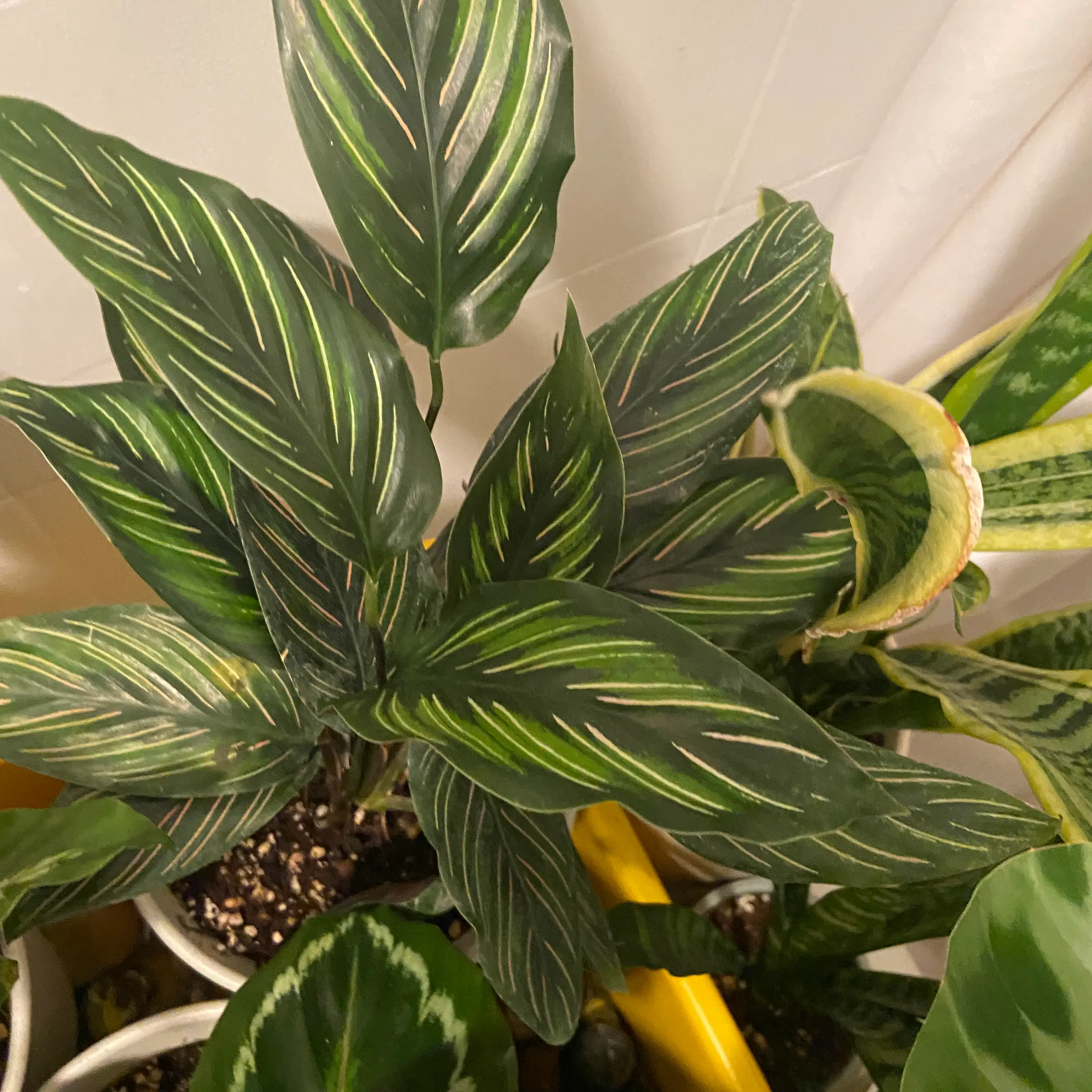 Calathea 'Beauty Star' plant with vibrant green leaves and distinctive stripes, well-framed and in focus.