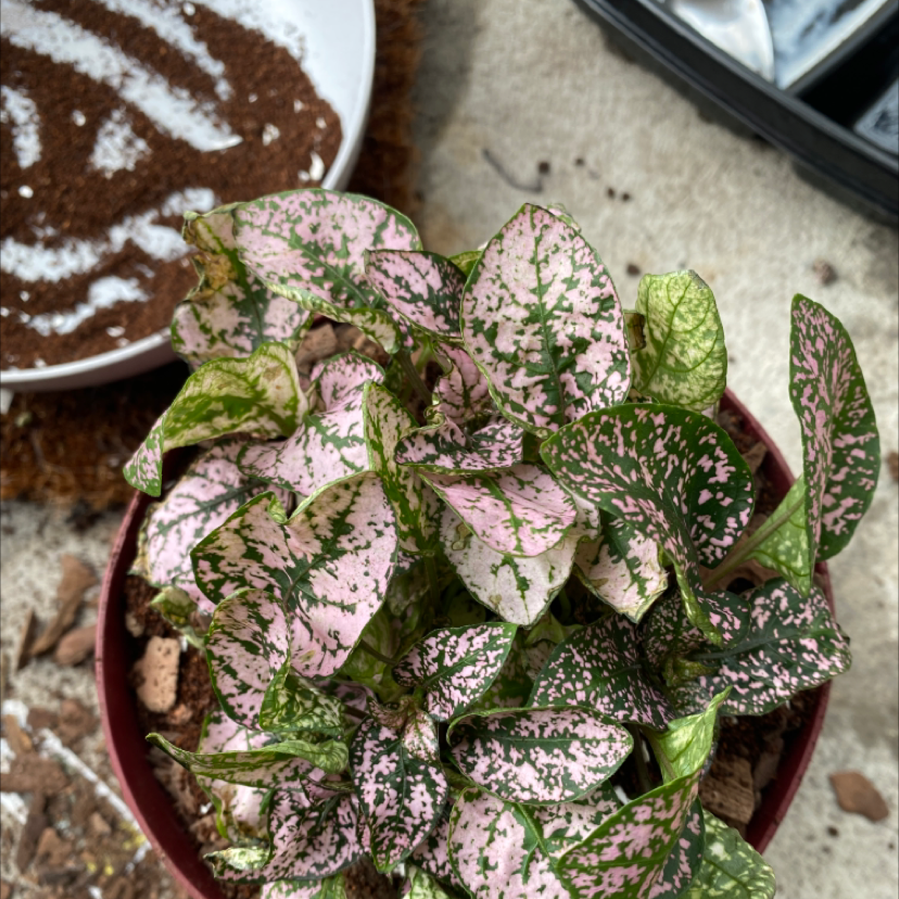 Polka Dot Plant plant photo by @Gemz named Courtney Love on Greg, the plant care app.