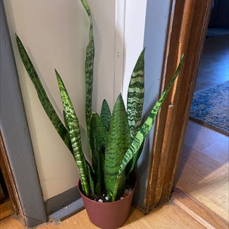 Snake Plant plant in New Caney, Texas