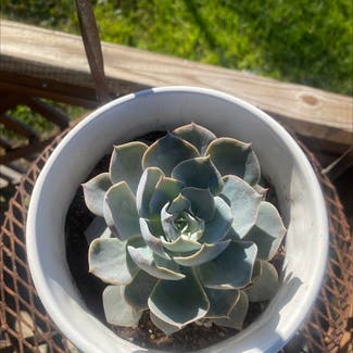 Pearl Echeveria plant in New Caney, Texas
