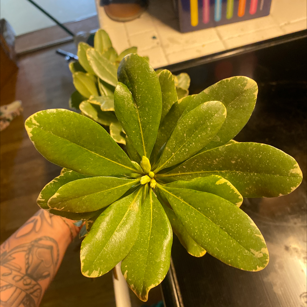 Japanese Cheesewood plant with glossy green leaves and minor edge discoloration.