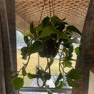 Golden Pothos plant in New Caney, Texas