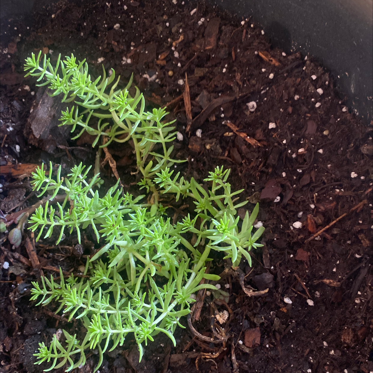 Healthy Annual Stonecrop plant in a pot with visible soil.