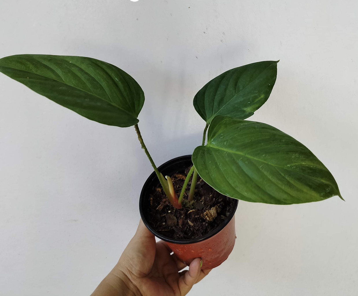Philodendron nangaritense plant with three large green leaves in a small pot, held by a hand.