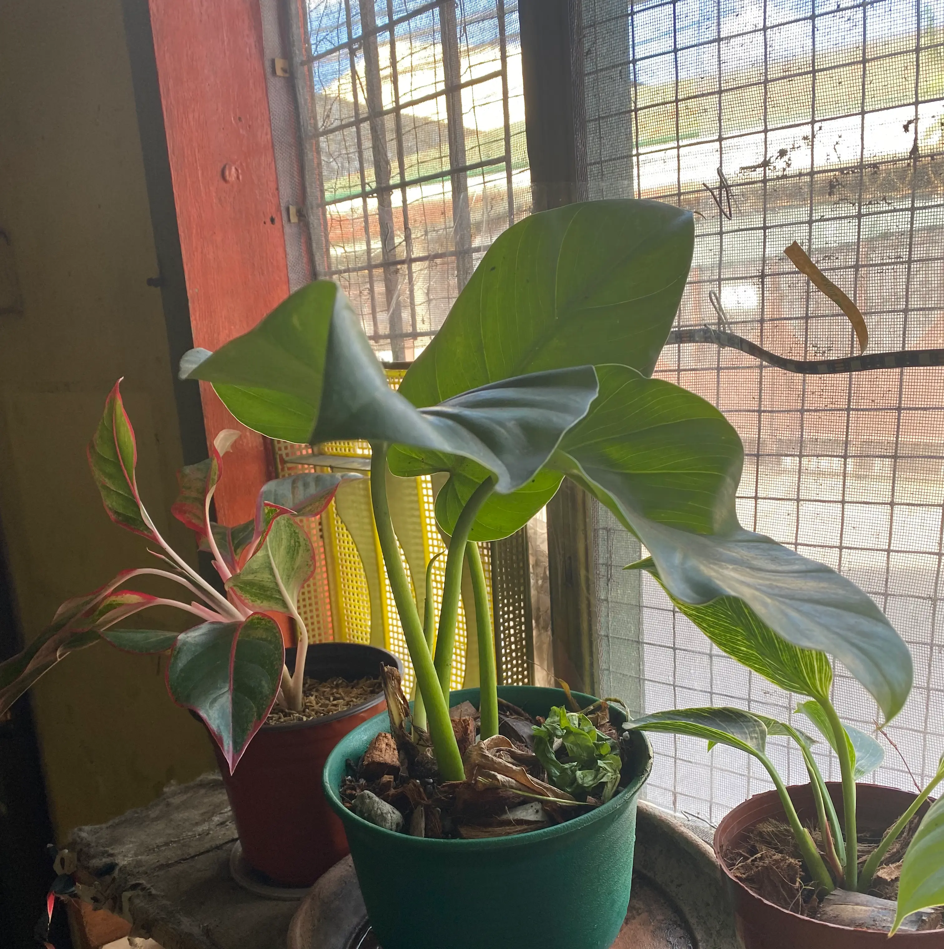 Photo of the plant species sagit by @Legecla named sagit on Greg, the plant care app