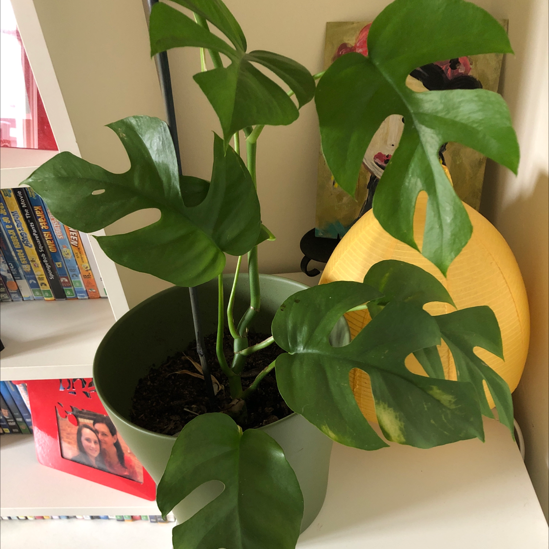 Mini Monstera plant photo by Ella lillian named Martha on Greg, the plant care app.