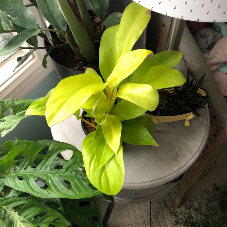 Philodendron Lemon Lime plant with vibrant yellow-green leaves on a table.