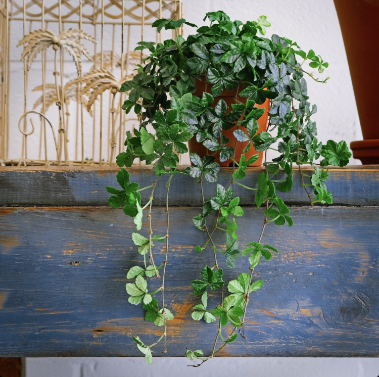 Verona Vein uploaded to the Greg plant app by @user5c0c039c