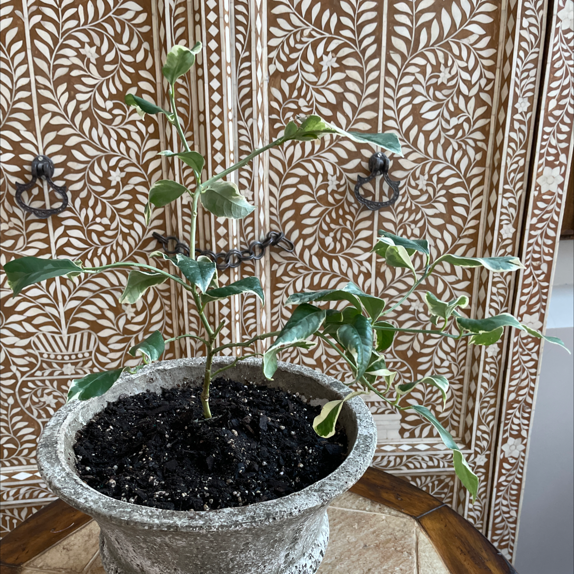 Potted Pink Lemonade Lemon plant with variegated leaves against a decorative background.
