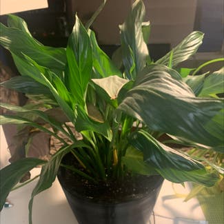 Peace Lily plant in Dauphin, Manitoba