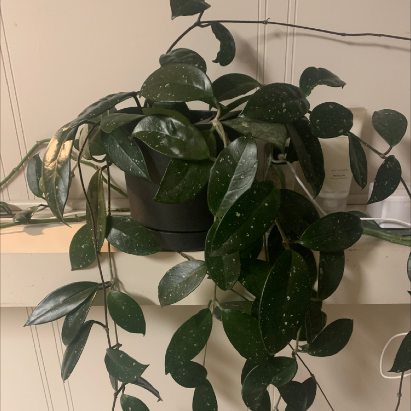 Photo of the plant species Waxplant by Mardell named Hoya on Greg, the plant care app