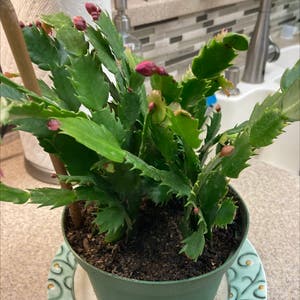 Schlumbergera Truncata plant photo by @Dovergardener named Thanksgiving Cactus on Greg, the plant care app.