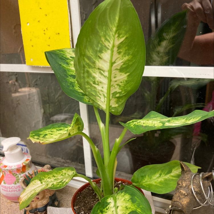 Dieffenbachia plant photo by @Dovergardener named Diffenbachia on Greg, the plant care app.