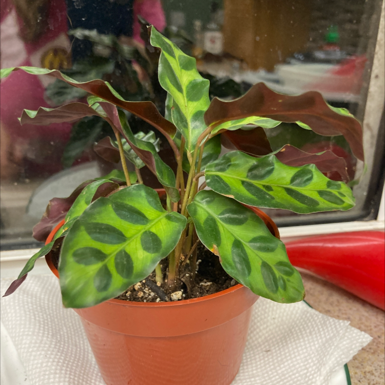 Rattlesnake Plant plant photo by @Dovergardener named Calathea Rattlesnake on Greg, the plant care app.