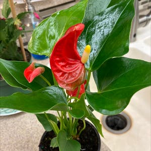 Painter's Palette plant photo by @Dovergardener named Anthurium on Greg, the plant care app.