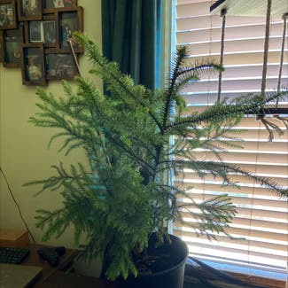 Norfolk Island Pine plant in Warren, Michigan