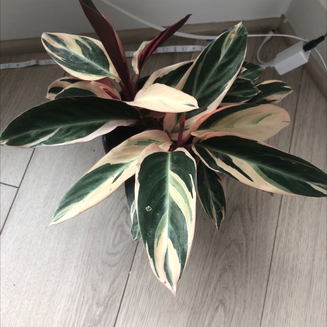 Never Never Plant with variegated green, white, and pink leaves in a pot.
