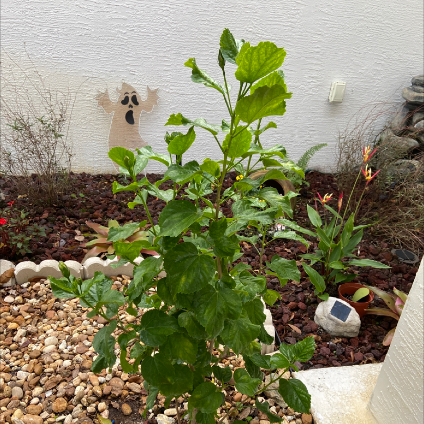 Hibiscus Tree plant photo by Michele named Delilah on Greg, the plant care app.