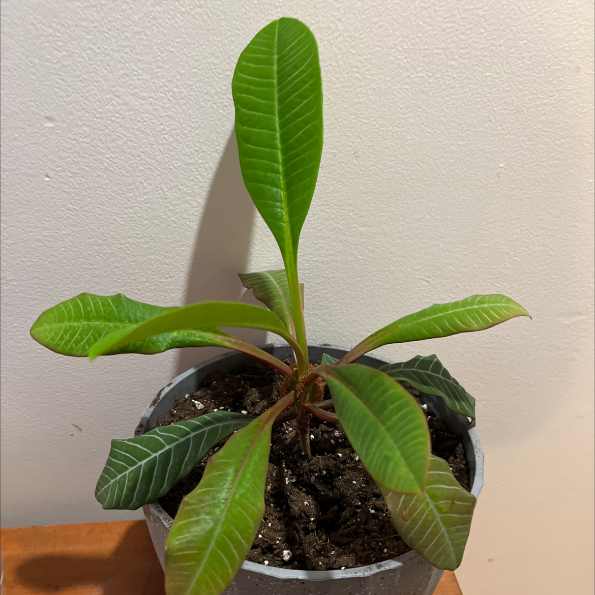 Madagascar Jewel plant in a pot with healthy green leaves and visible soil.
