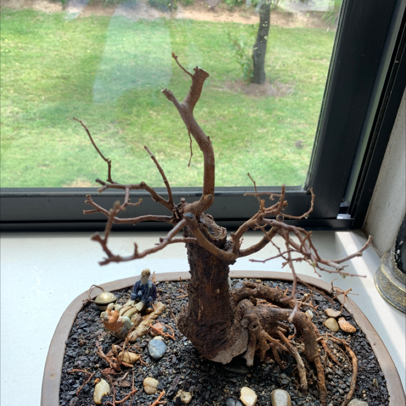Photo of the plant species White Stinkwood by Tatum named White Stinkwood on Greg, the plant care app