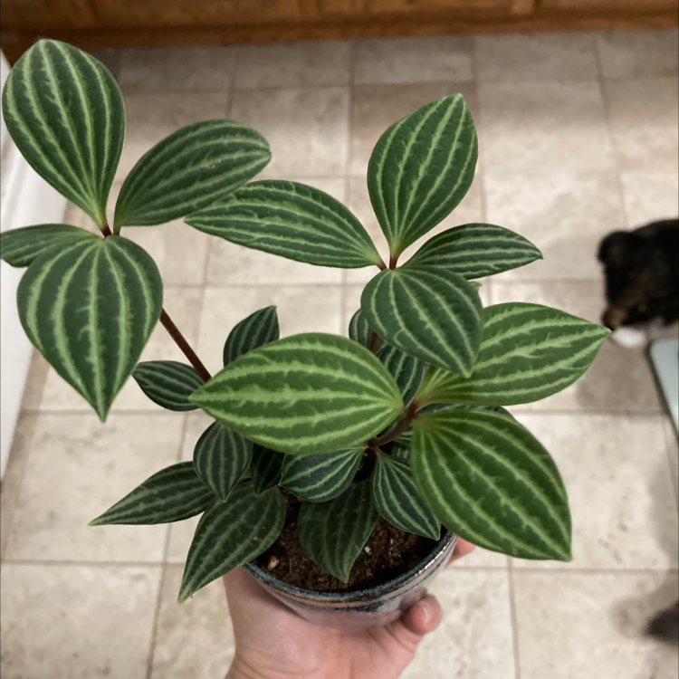 Healthy parallel peperomia plant with vibrant green leaves and distinct white stripes.