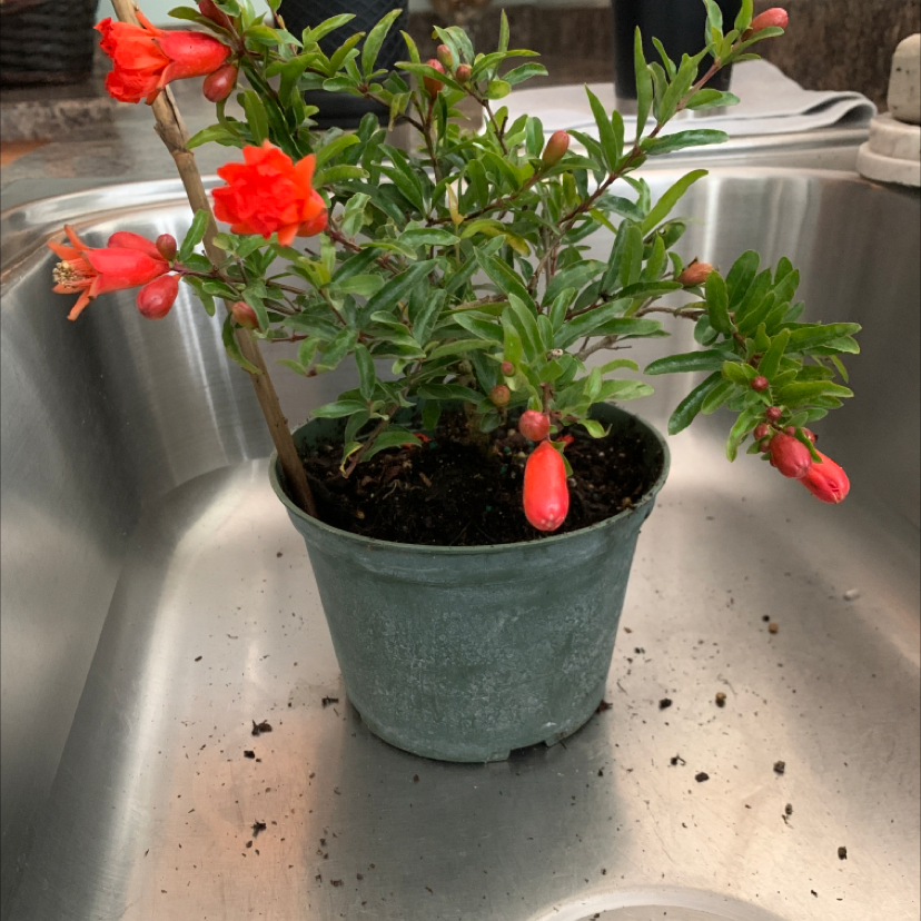 Pomegranate plant in a pot with red flowers, placed in a sink.