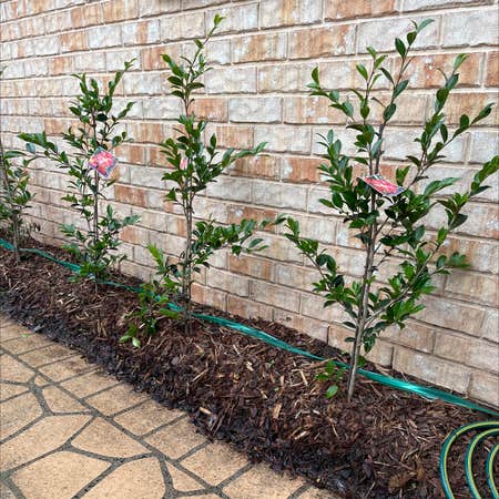 Photo of the plant species Tsubaki by John named Camellia on Greg, the plant care app