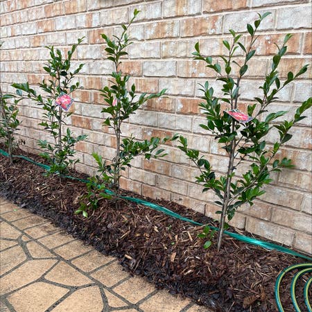 Photo of the plant species Common Camellia by John named Camellia on Greg, the plant care app