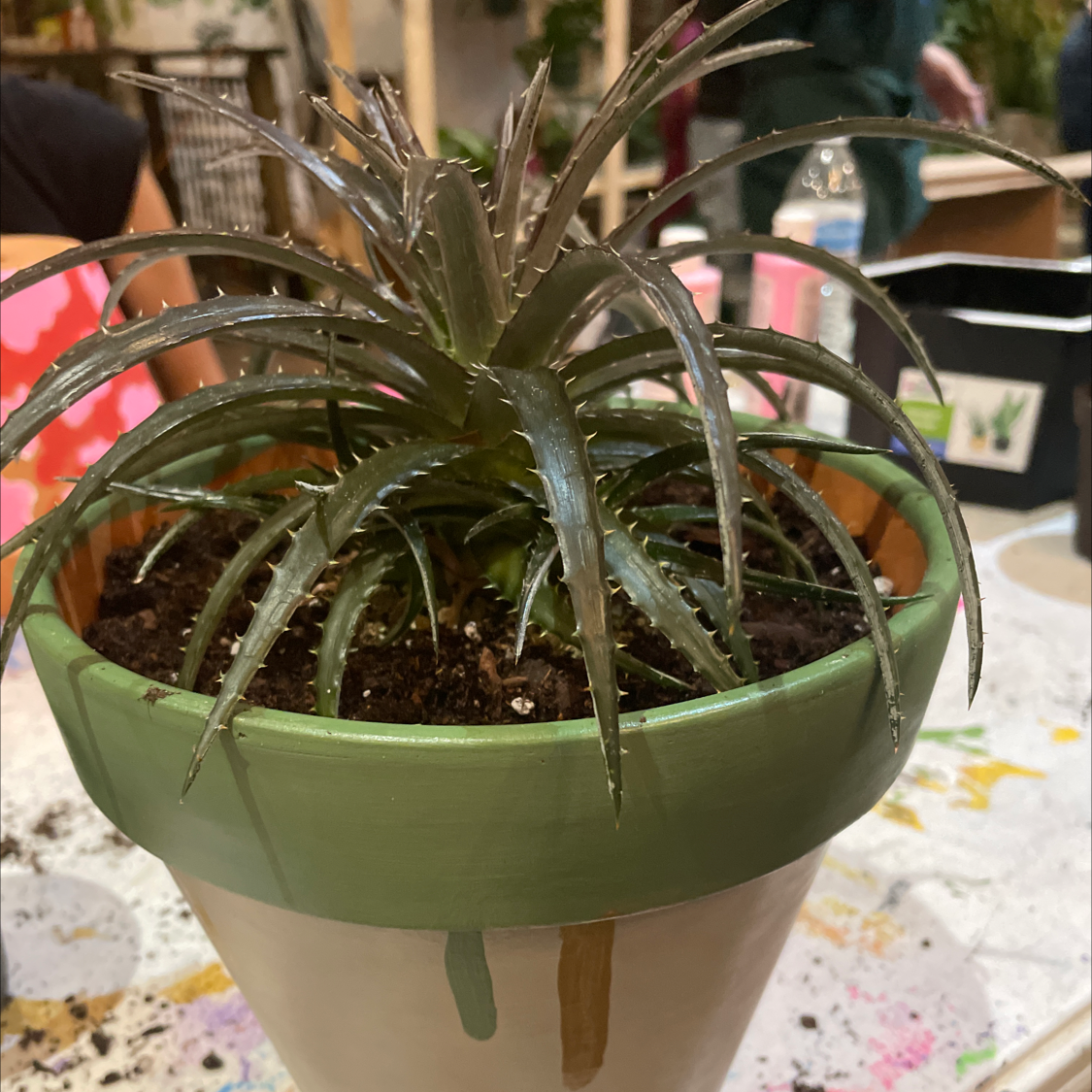 Photo of the plant species Grape Jelly Dyckia by Shannon named Percy on Greg, the plant care app