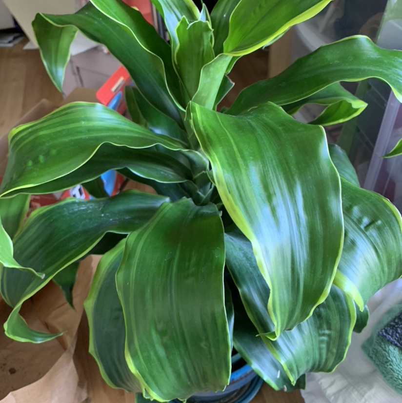 Dracaena Dorado plant with broad green leaves featuring yellow edges.