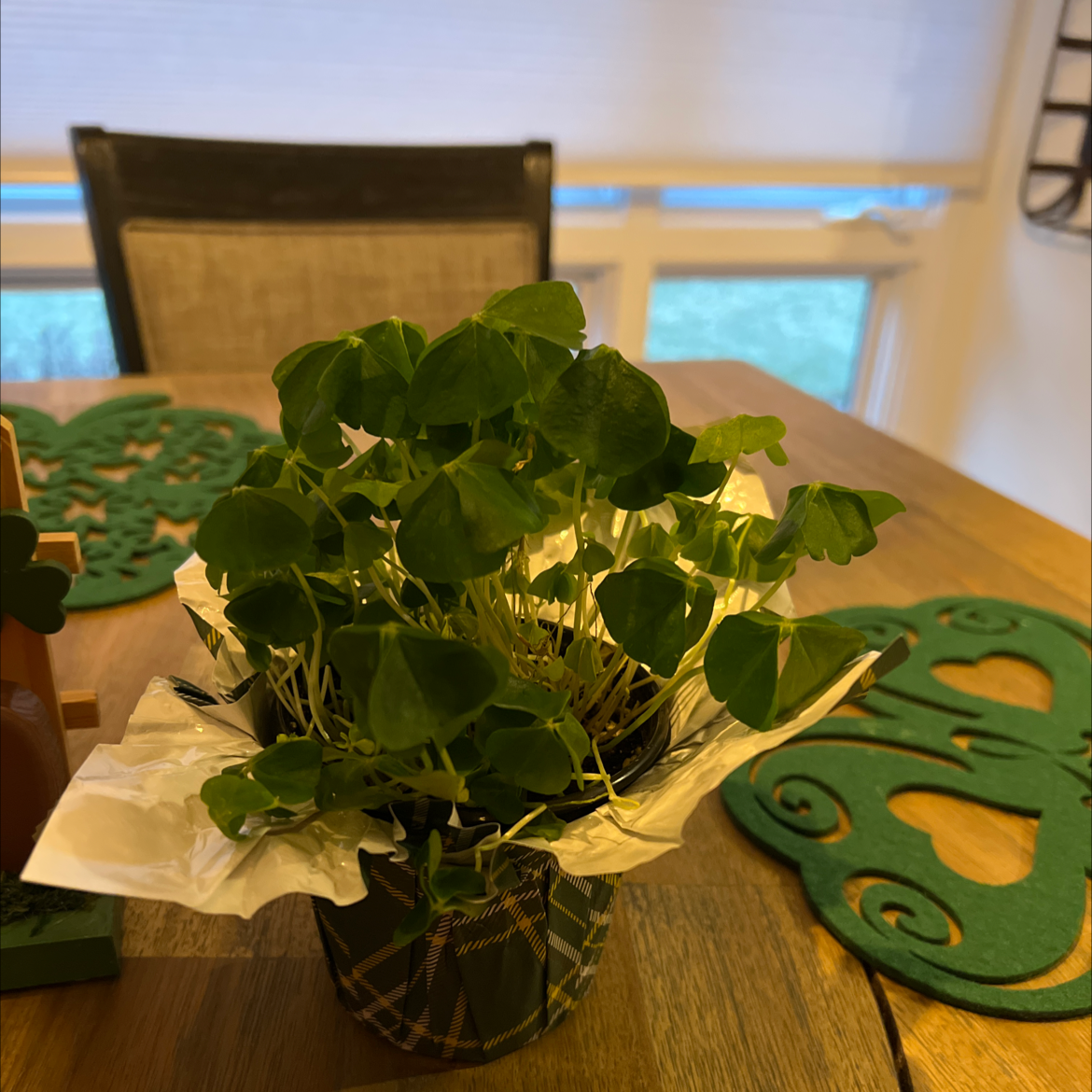Healthy Shamrock plant with vibrant green leaves, well-framed on a table with decorative items.
