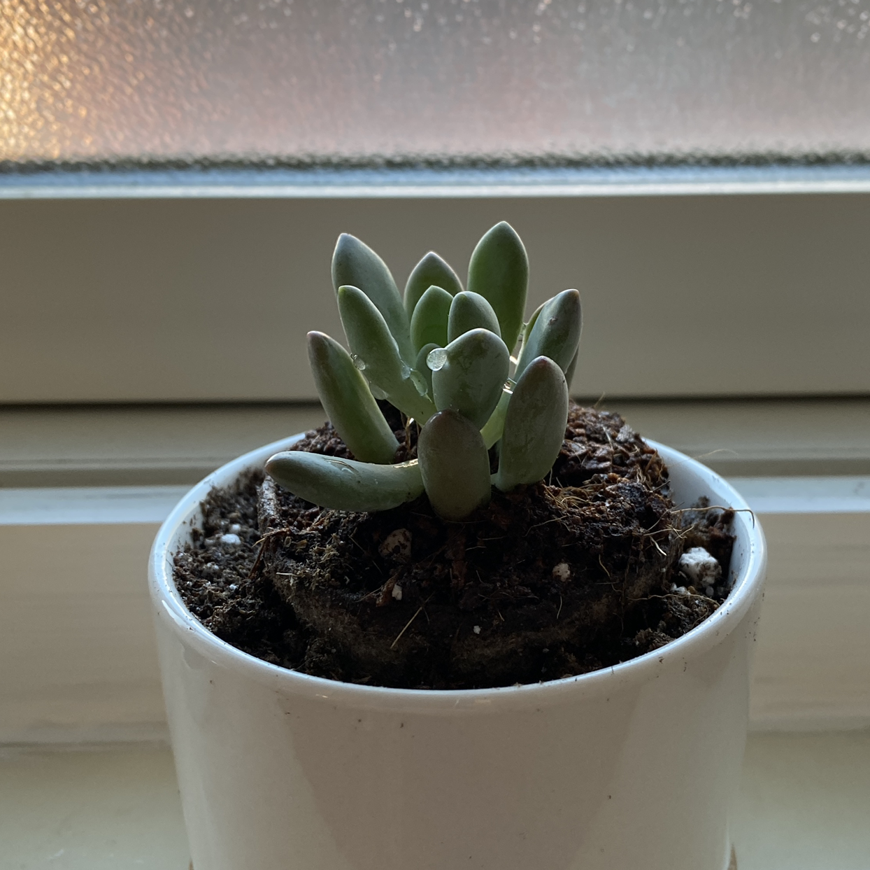 A healthy Belle Blue succulent in a white pot on a windowsill.