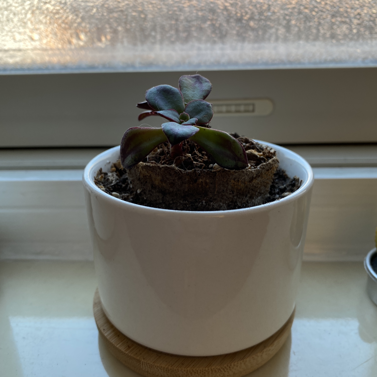 Painted Echeveria in a white pot on a windowsill with some leaf discoloration.