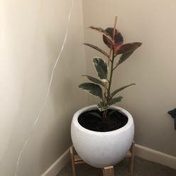 Ficus 'Ruby' plant