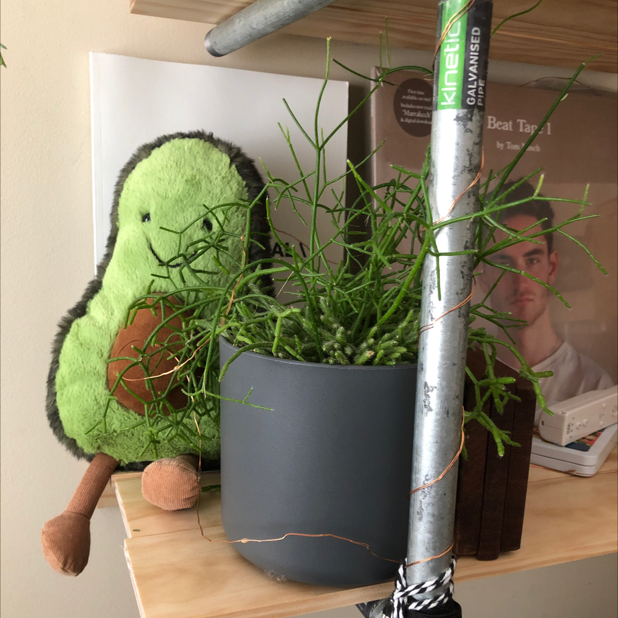 Pencil Cactus plant photo by @dana.yelee named Fury on Greg, the plant care app.
