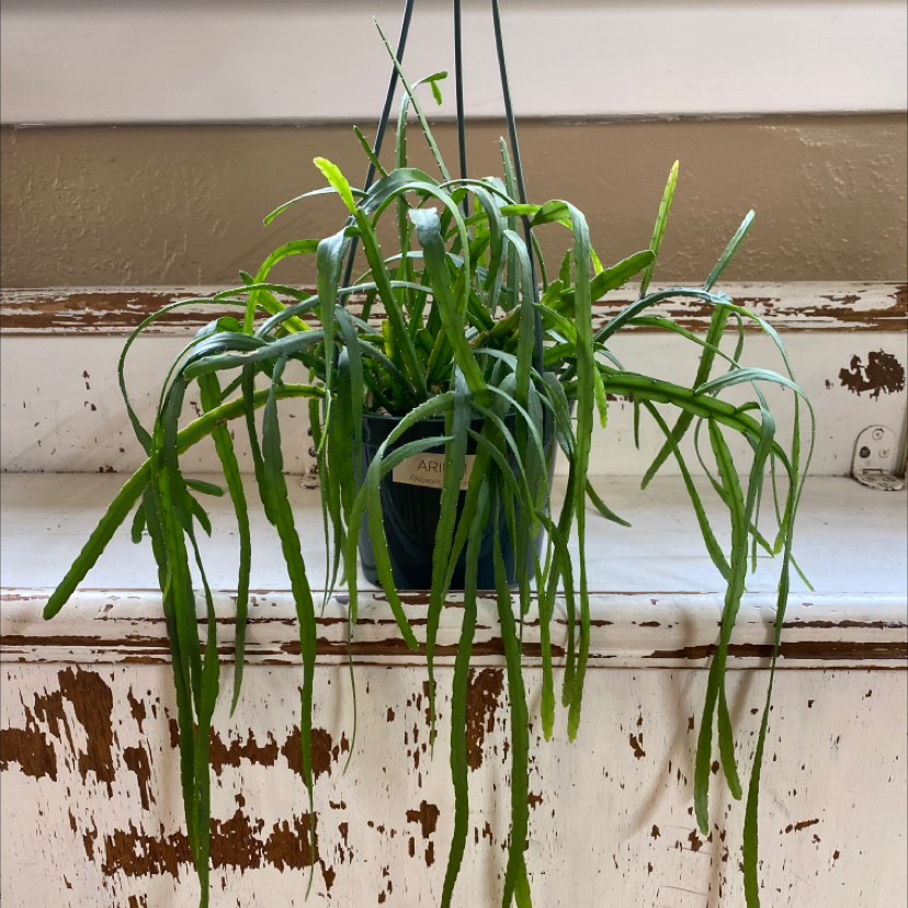 Photo of the plant species Pfeiffera boliviana by @Quickanddirtygardens named Rhipsalis boliviana on Greg, the plant care app