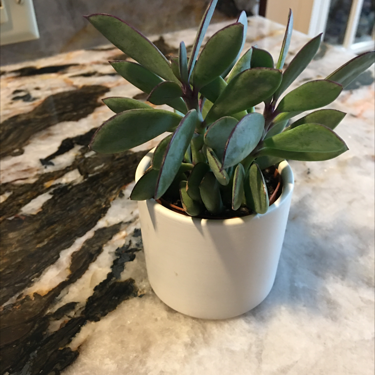 Vertical Leaf Senecio plant in a white pot on a marble surface.