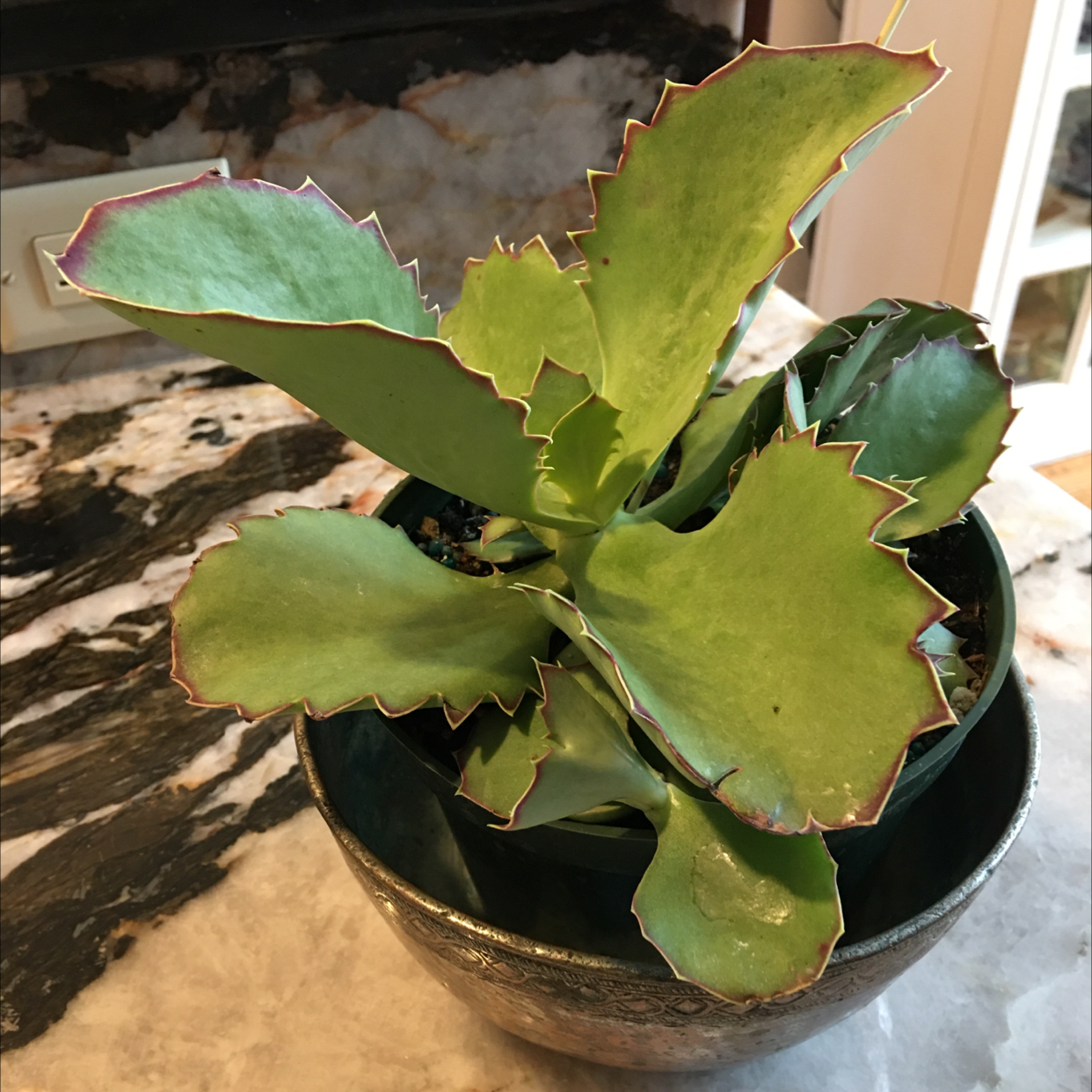 Walking Kalanchoe plant in a pot with healthy green leaves and reddish edges.